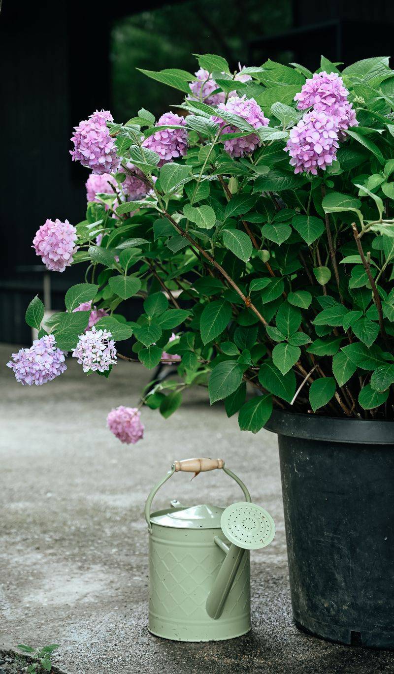 Recognizing The Warning Signs Of Overwatering Recognizing The Warning Signs Of Overwatering