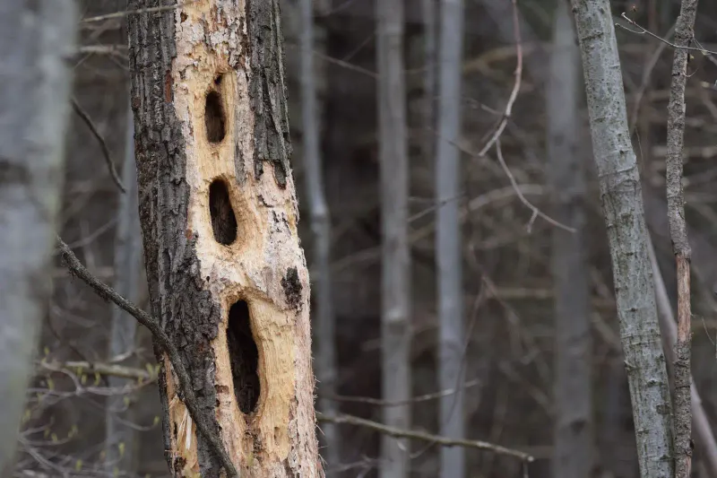 Rectangular Holes Can Be A Clue