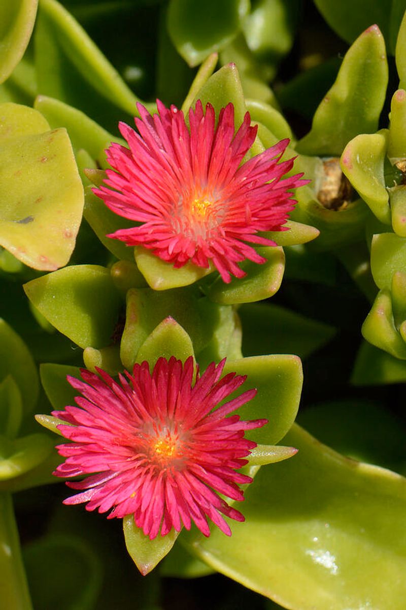 Red Apple Iceplant Belongs On The Watch List Red Apple Iceplant Belongs On The Watch List
