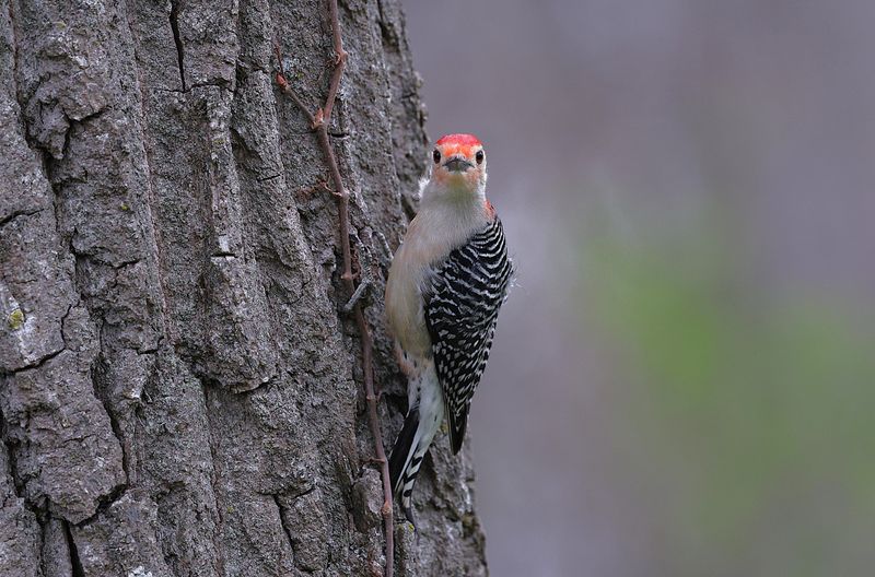 Red-Bellied Woodpeckers Are Common Indiana Yard Visitors