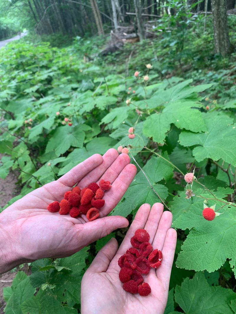 Red Berries Bring Wildlife Value Red Berries Bring Wildlife Value