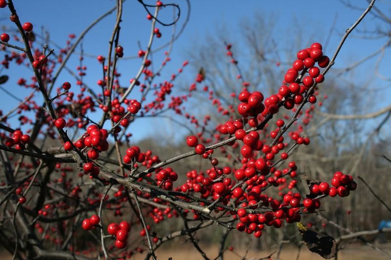Red Berries Carry Fall Color Red Berries Carry Fall Color