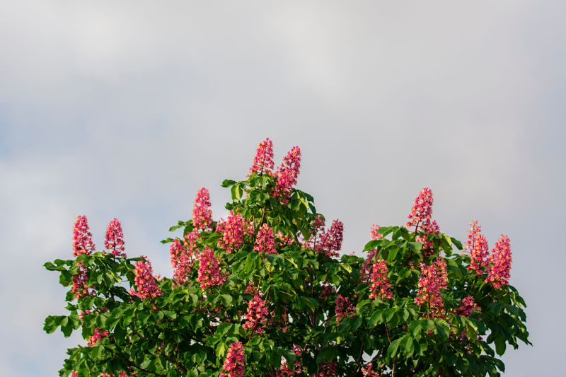 Red Buckeye (Aesculus Pavia) Red Buckeye (Aesculus Pavia)