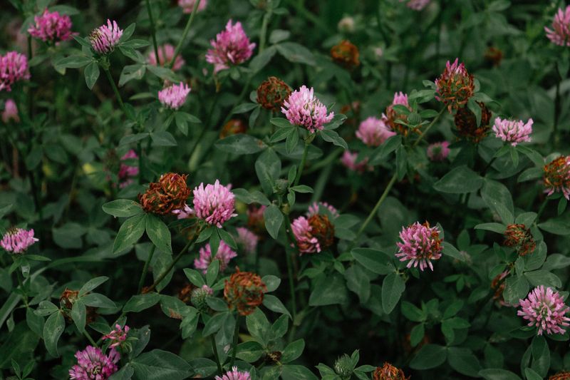 Red Clover Is Vermont's Official State Flower Red Clover Is Vermont's Official State Flower