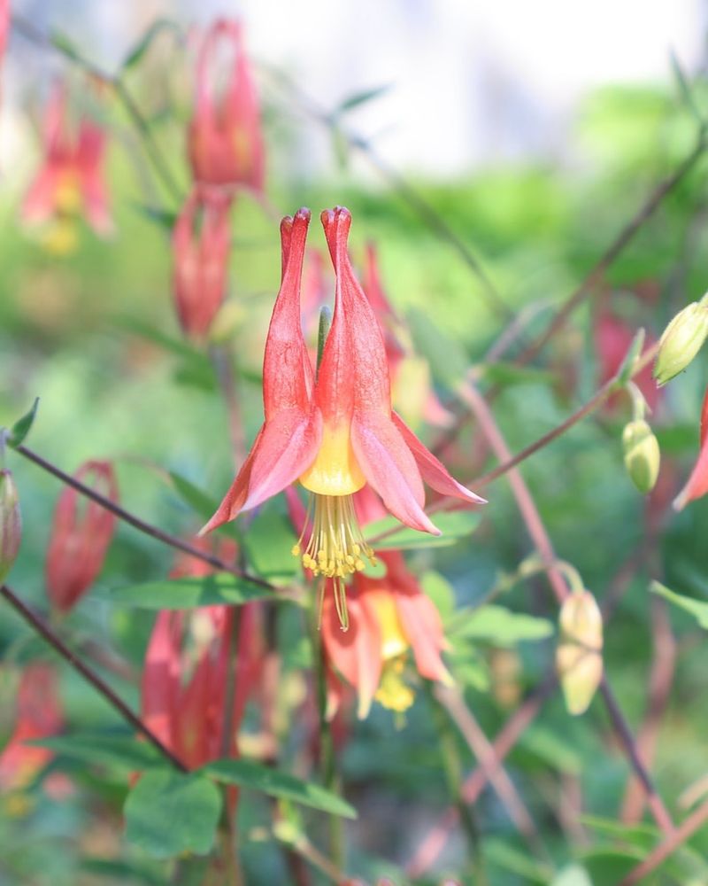 Red Columbine