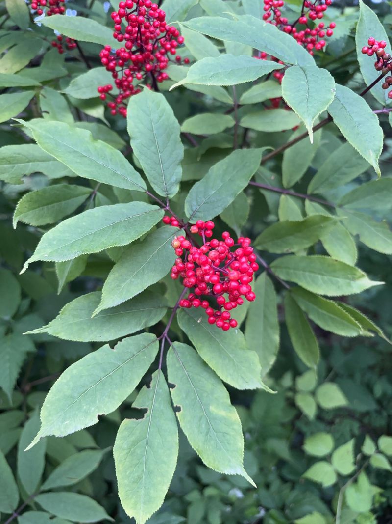 Red Elderberry Builds Quick Shrubby Cover Red Elderberry Builds Quick Shrubby Cover