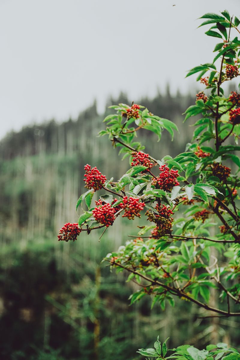 Red Elderberry (Sambucus Racemosa) Red Elderberry (Sambucus Racemosa)
