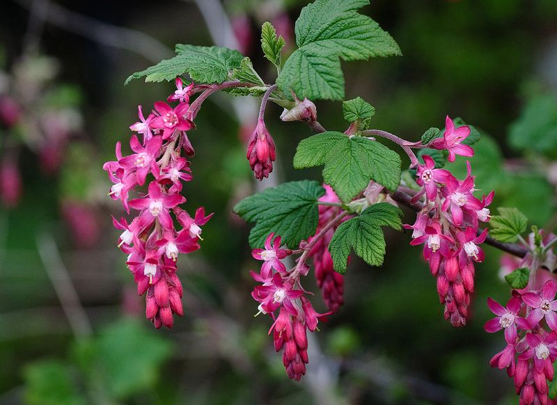 Red-Flowering Currant Brings Hummingbirds Early Red-Flowering Currant Brings Hummingbirds Early
