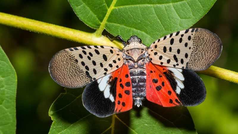 Red Hindwings Flash When They Jump Red Hindwings Flash When They Jump
