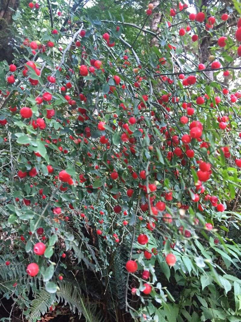 Red Huckleberry Fits Woodland Edges Red Huckleberry Fits Woodland Edges