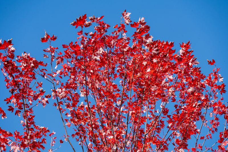 Red Maple Red Maple