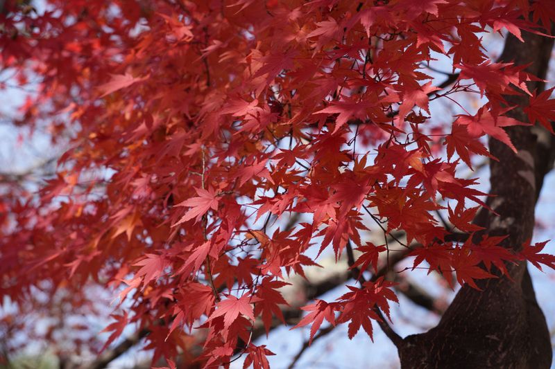 Red Maple Red Maple