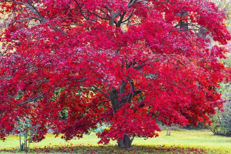 Red Maple Red Maple