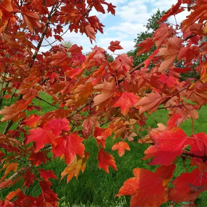 Red Maple Delivers Dependable Bright Autumn Color Red Maple Delivers Dependable Bright Autumn Color