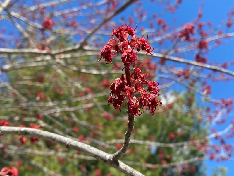 Red Maple Feeds Bees In February And Blazes In Fall Red Maple Feeds Bees In February And Blazes In Fall