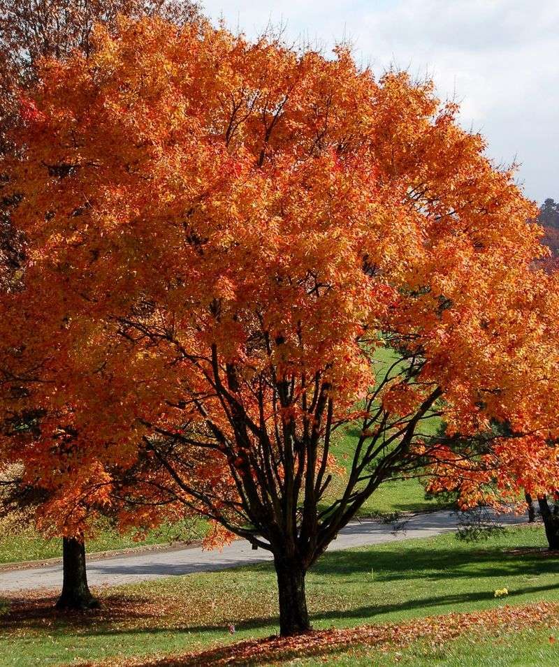 Red Maple That Colors Up Before Halloween