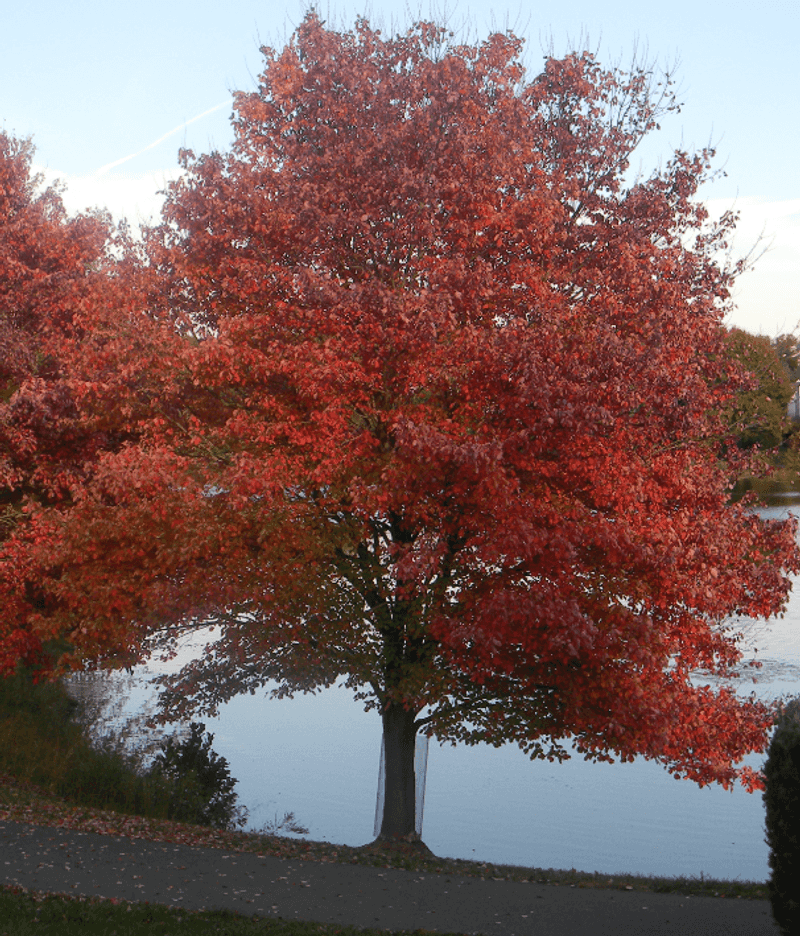 Red Maple Red Maple