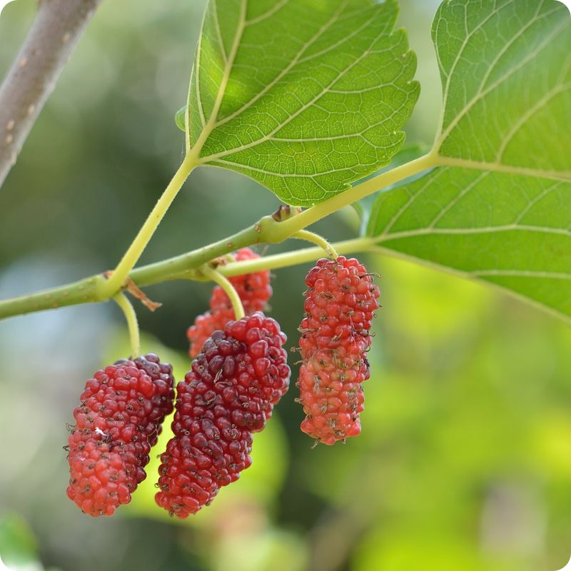 Red Mulberry Red Mulberry