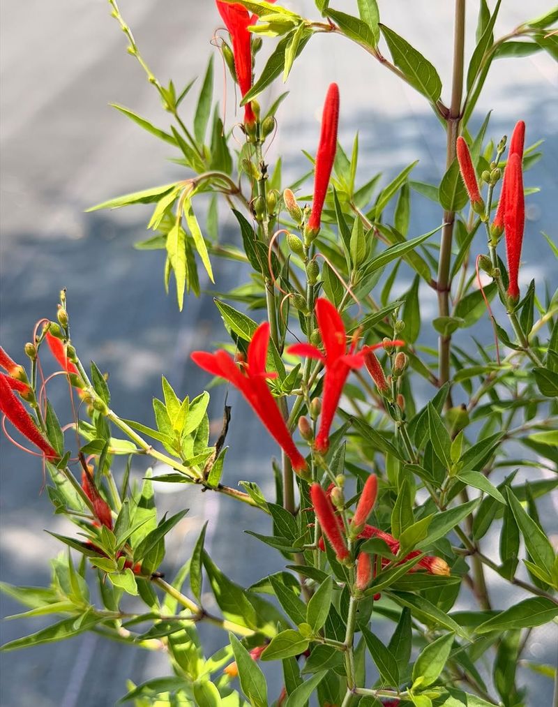 Red-Orange Flowers Continue From Midsummer Until Frost
