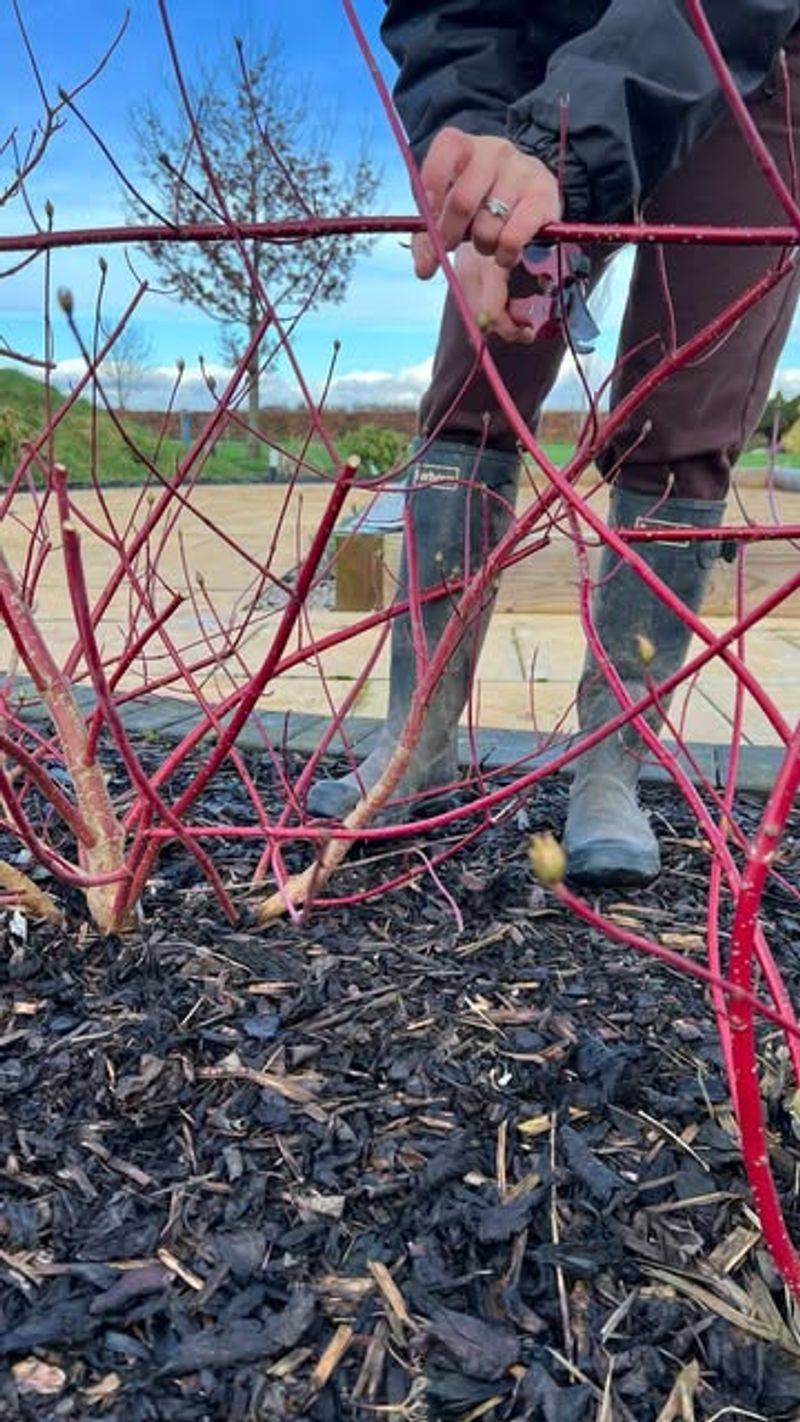 Red Osier Dogwood And Ninebark Tolerate Renewal Pruning Better