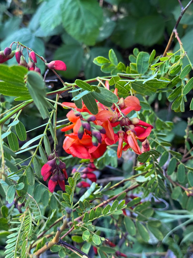 Red Sesbania Is Not A Harmless Shrub