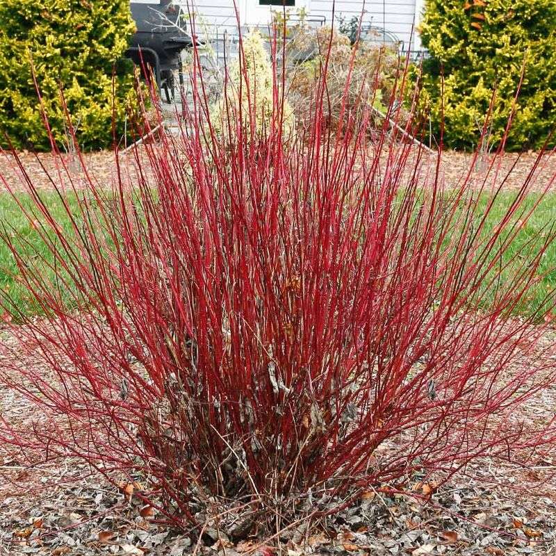 Red Twig Dogwood Red Twig Dogwood