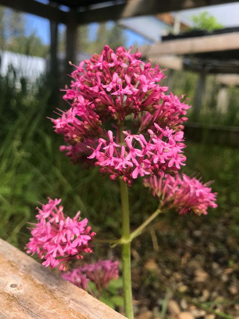 Red Valerian Self-Sows Into Cracks And Slopes