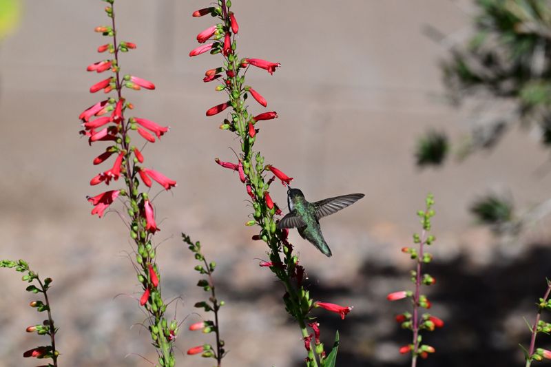 Red Yucca
