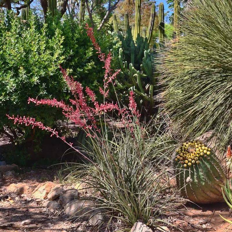 Red Yucca Brings Color Through Extreme Heat Red Yucca Brings Color Through Extreme Heat