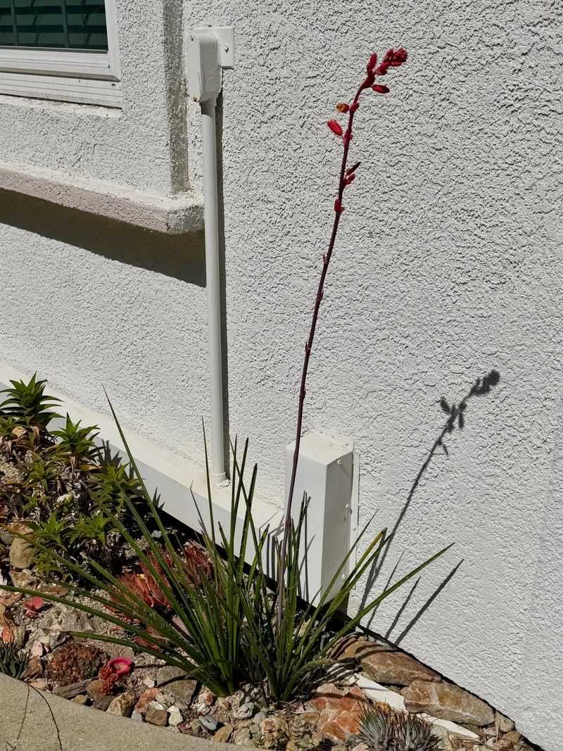 Red Yucca Handles Heat And Drought With Ease