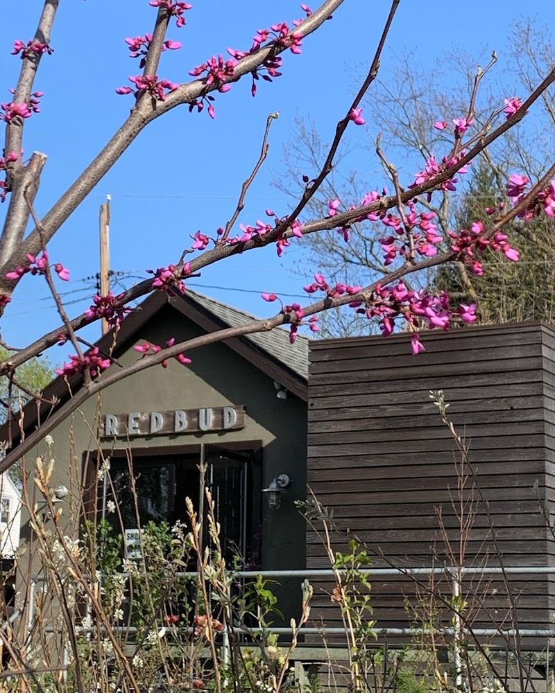 Redbud Native Plant Nursery - Media Redbud Native Plant Nursery - Media