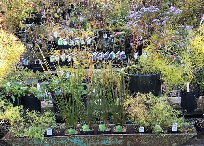Redbud Native Plant Nursery - Media Redbud Native Plant Nursery - Media
