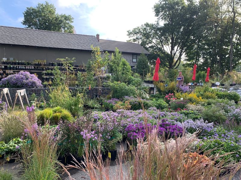 Redbud Native Plant Nursery