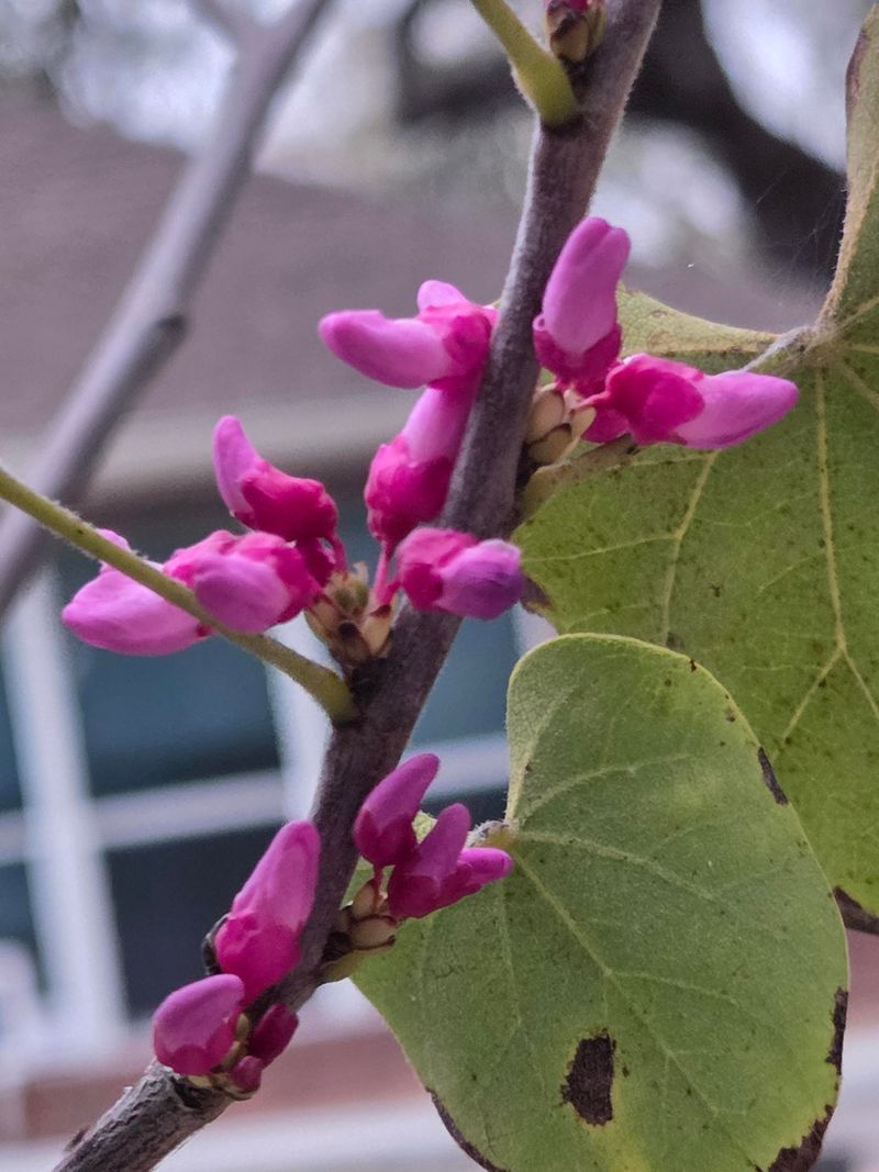 Redbud Starts The Spring Buffet Redbud Starts The Spring Buffet