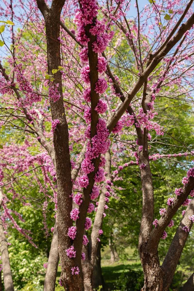 Redbud