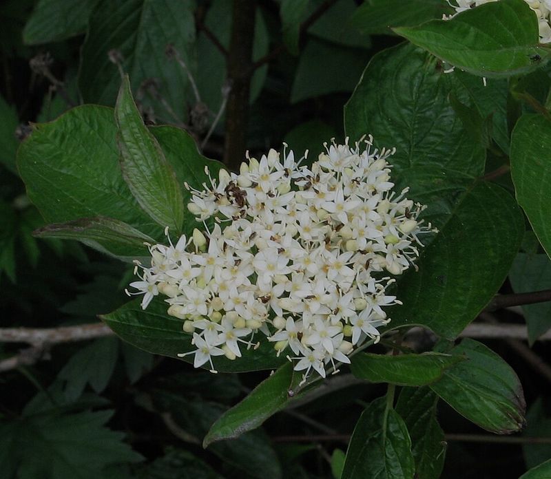Redtwig Dogwood (Cornus Sericea) Redtwig Dogwood (Cornus Sericea)