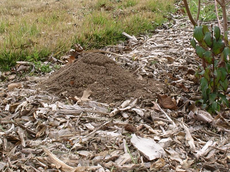 Reduce Disturbance That Opens New Nesting Spots Reduce Disturbance That Opens New Nesting Spots