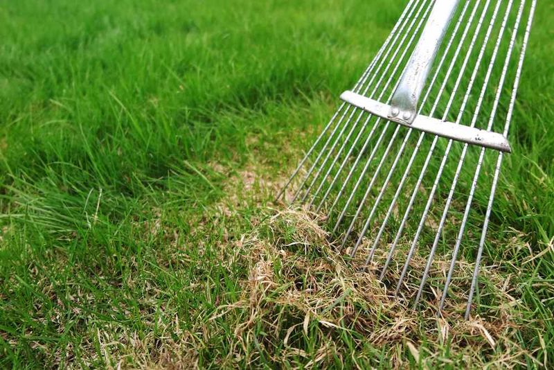 Reduce Excess Thatch That Holds Moisture Reduce Excess Thatch That Holds Moisture
