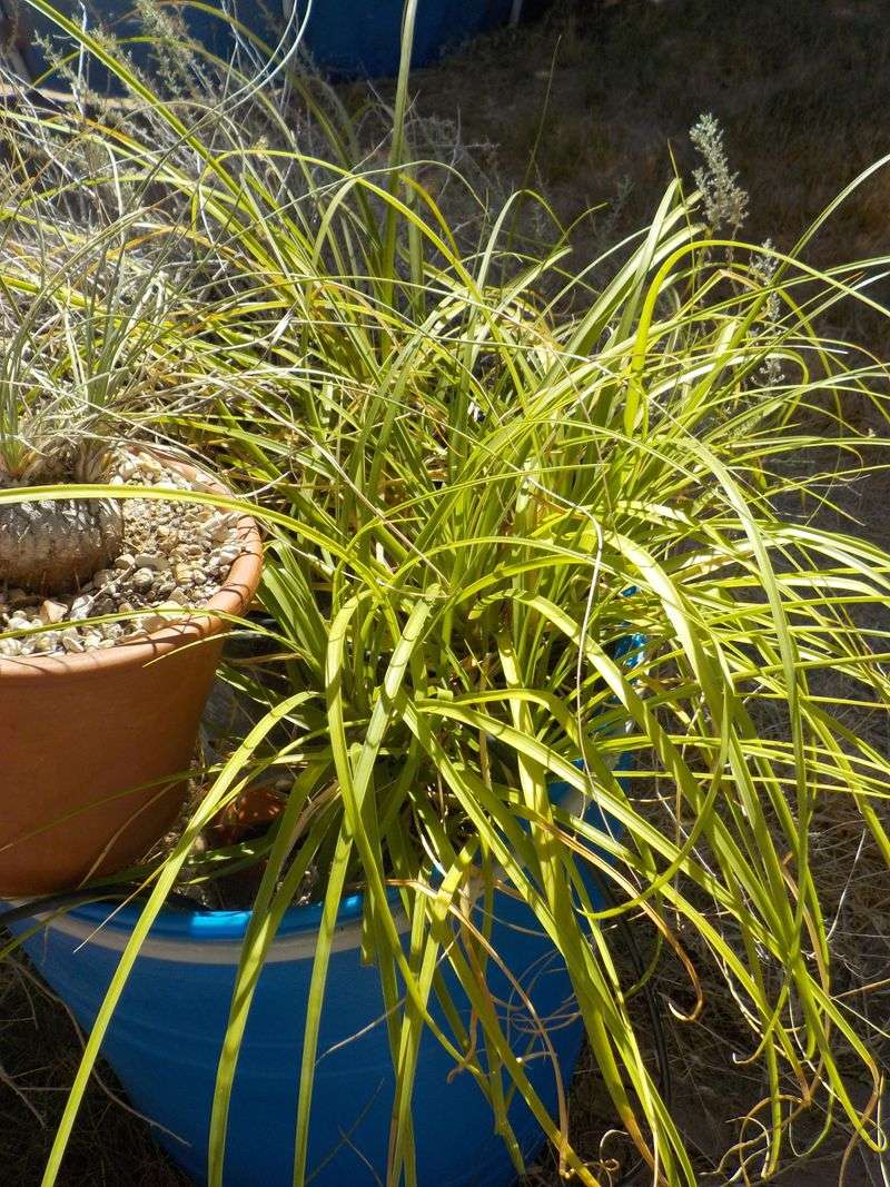 Reduce Feeding During Extreme Heat Waves