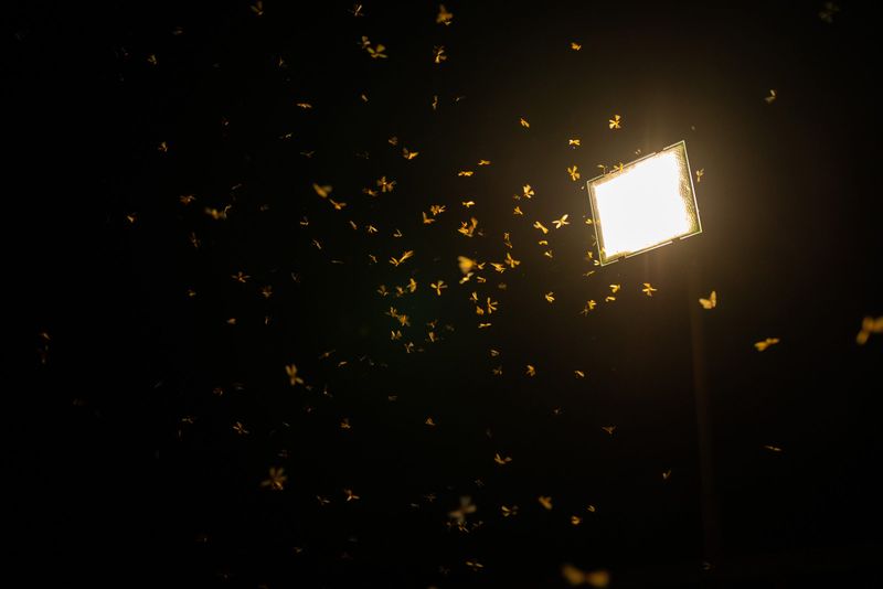 Reduce Flying Insects Around The Porch Reduce Flying Insects Around The Porch