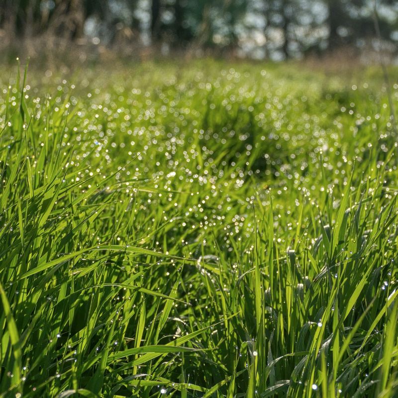 Reduce Mowing Frequency As Growth Slows