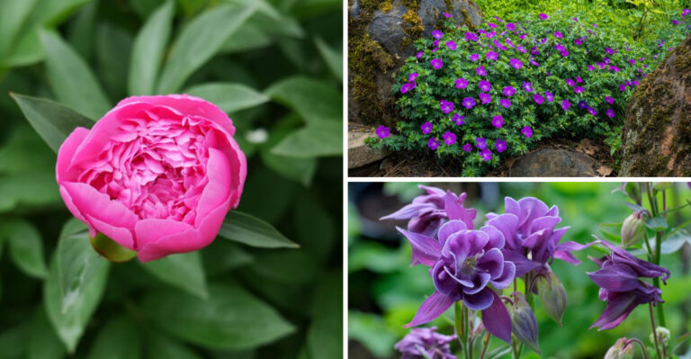 Reduce Slug Damage With These Washington Garden Flowers