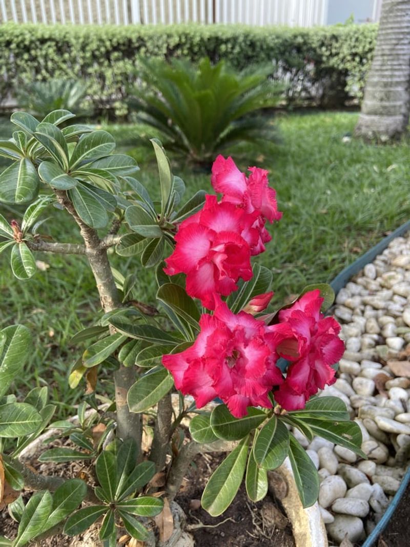 Reduce Watering As Growth Slows