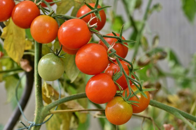 Reduce Watering Slightly To Induce Ripening Stress Reduce Watering Slightly To Induce Ripening Stress