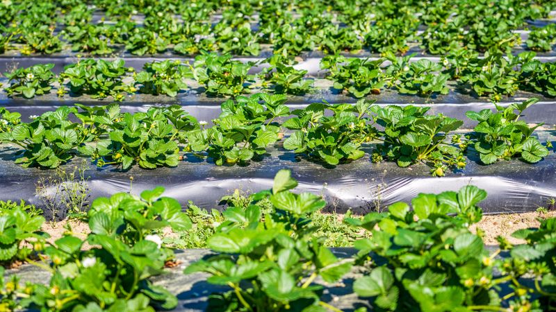 Reduced Overcrowding Improves Plant Health