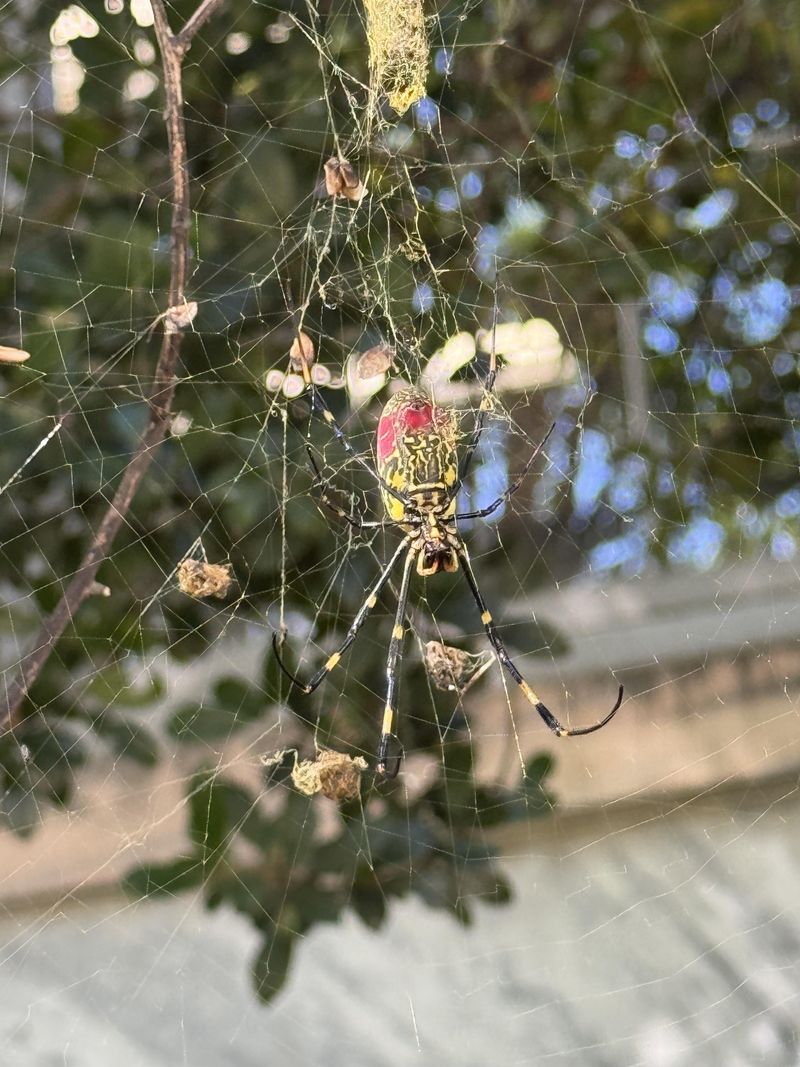 Reduced Wind Helps Webs Stay In Place