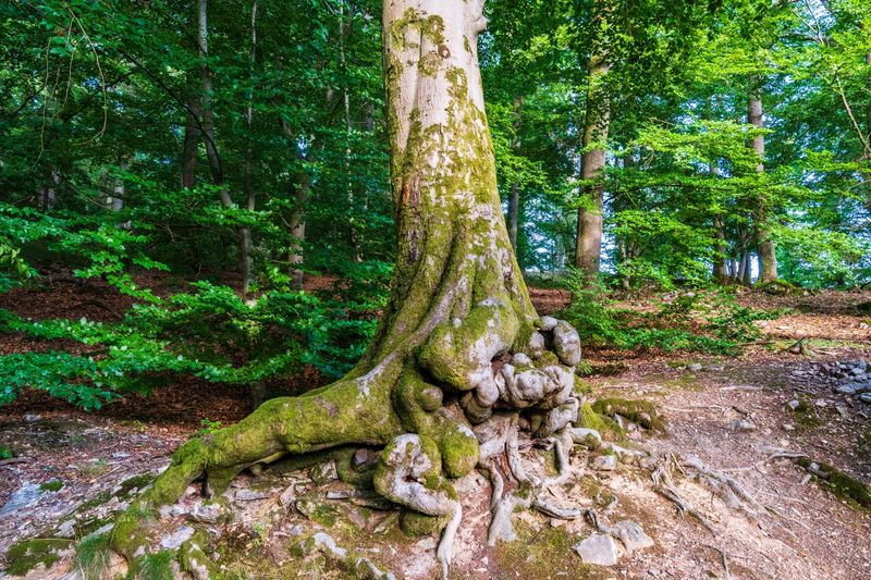 Reduces Girdling Roots That Strangle Trees Reduces Girdling Roots That Strangle Trees