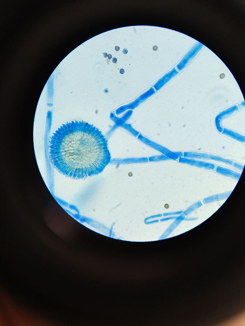 Reducing Fungal Spores Helps Prevent Future Plant Disease