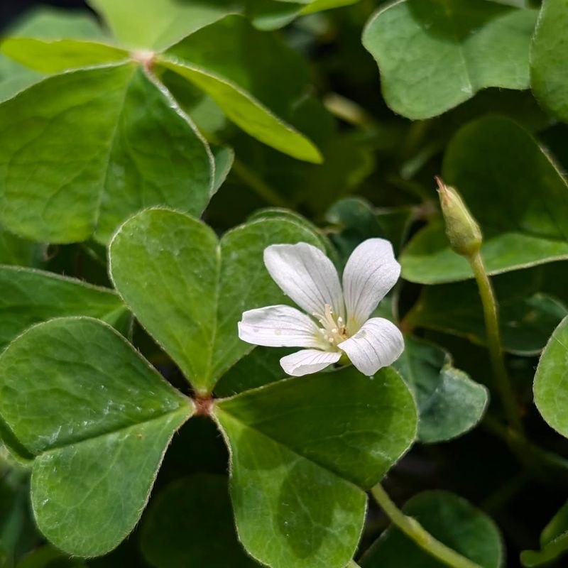 Redwood Sorrel Brightens Deep Shade Redwood Sorrel Brightens Deep Shade