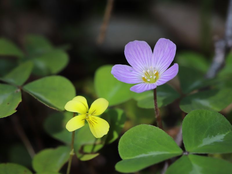 Redwood Sorrel Works In Cool Shade Redwood Sorrel Works In Cool Shade